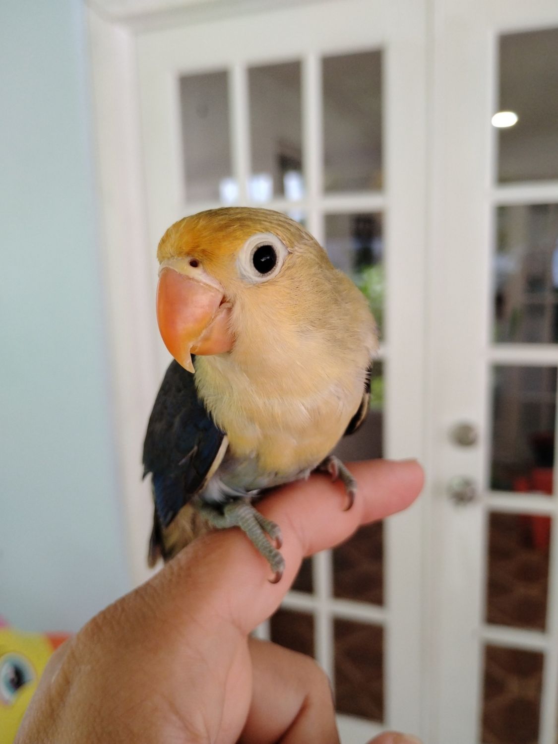 Baby Lovebird Ready To Go