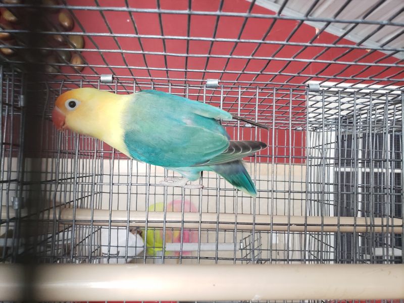 Green Clean Yellow Head parblue Male Lovebird Cage#19