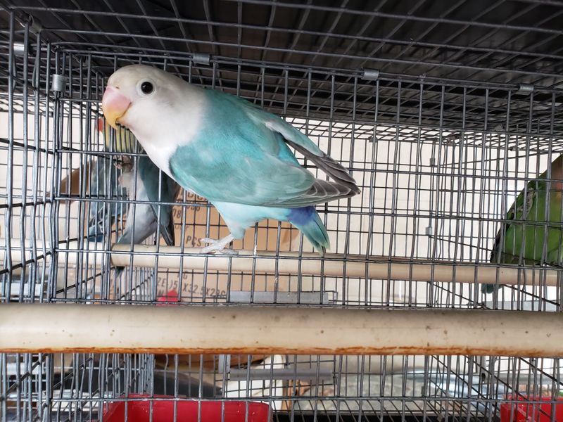 Light Blue White Head Lovebird
