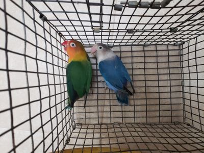 4 lovebirds special Green &amp; Blue ( 2 males 2 females )