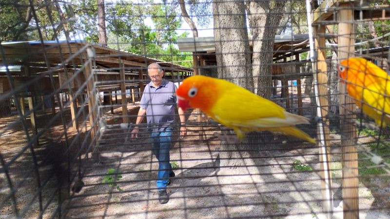 All Yellow Black eye female Desino Lovebird Cage #8