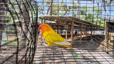 Yellow Black eyes Desino Lovebird male cage#8