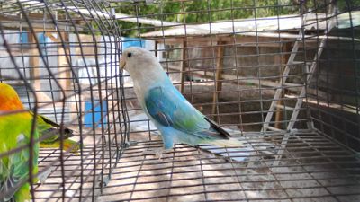 Lavander Peach Face Opaline Female Cage #16