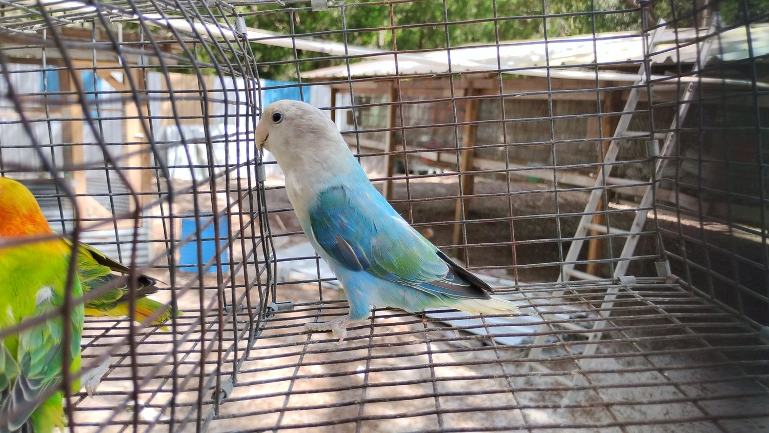 Lavander Peach Face Opaline Female Cage #16