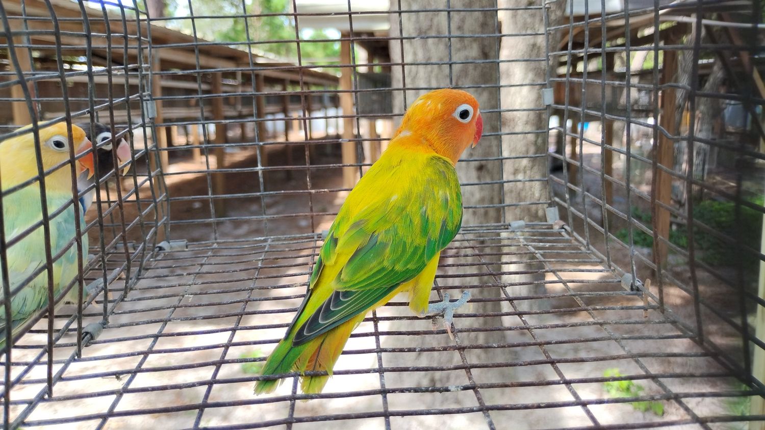 Orange Head Green Euwing Opaline Fisher Lovebird Male Cage #20