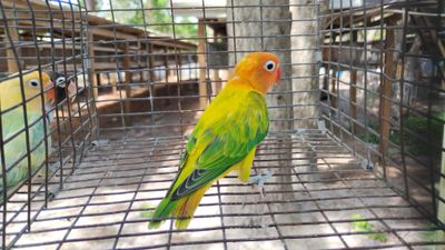 Orange Head Green Euwing Opaline Fisher Lovebird Male Cage #20