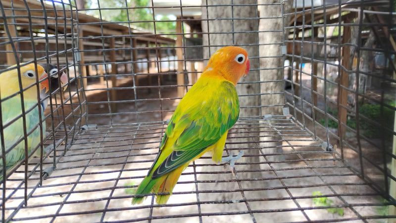 Orange Head Green Euwing Opaline Fisher Lovebird Male Cage #20