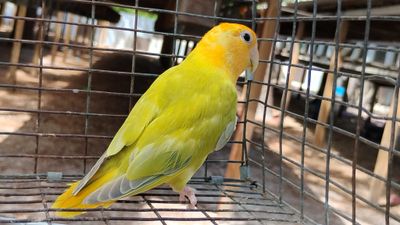 Orange Head pied Opaline Peachface Lovebird male Cage #16
