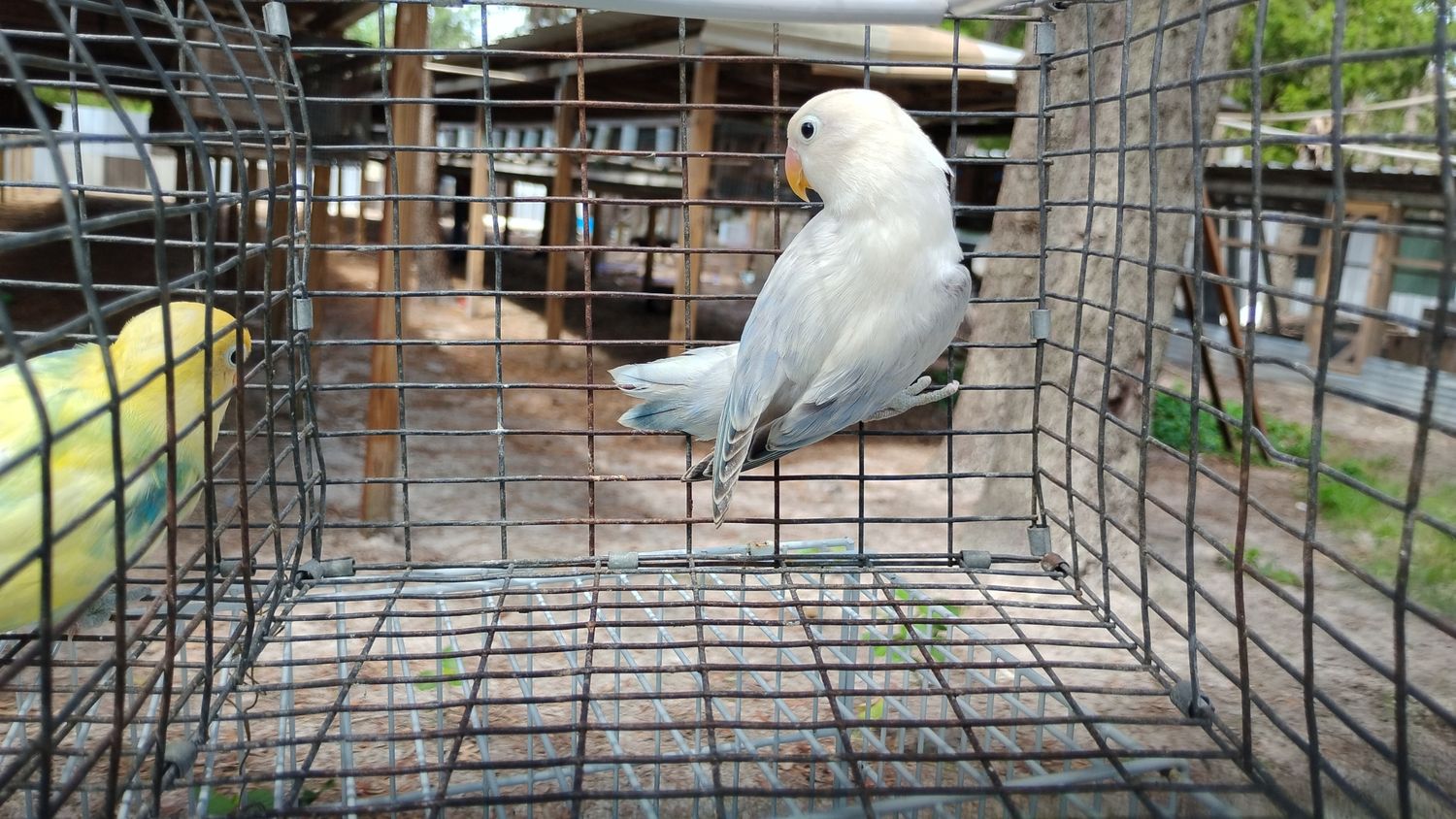 Light Blue Opaline White Head Lovebird Male Cage #25