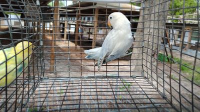 Light Blue Opaline White Head Lovebird Male Cage #25