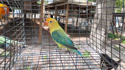 Yellow Face Opaline Fisher Female Lovebird Cage #20