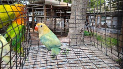 Yellow Face Clean head Green Fisher Lovebird Male Cage#25