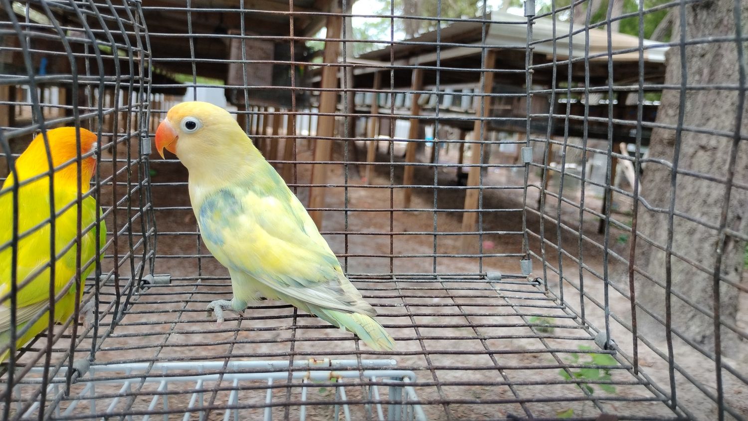 Yellow Face Clean head Arlequin Fisher Lovebird Male Cage#30