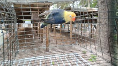 Violet Parblue Fisher Lovebird Male Cage #30