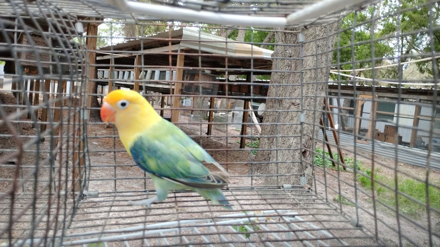 Yellow Face Clean Head Pale/Opaline Fisher Lovebird Female