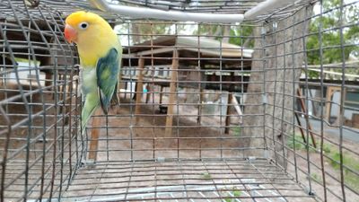 Yellow Face Clean Head Pale/Opaline Fisher Lovebird Female Cage#34