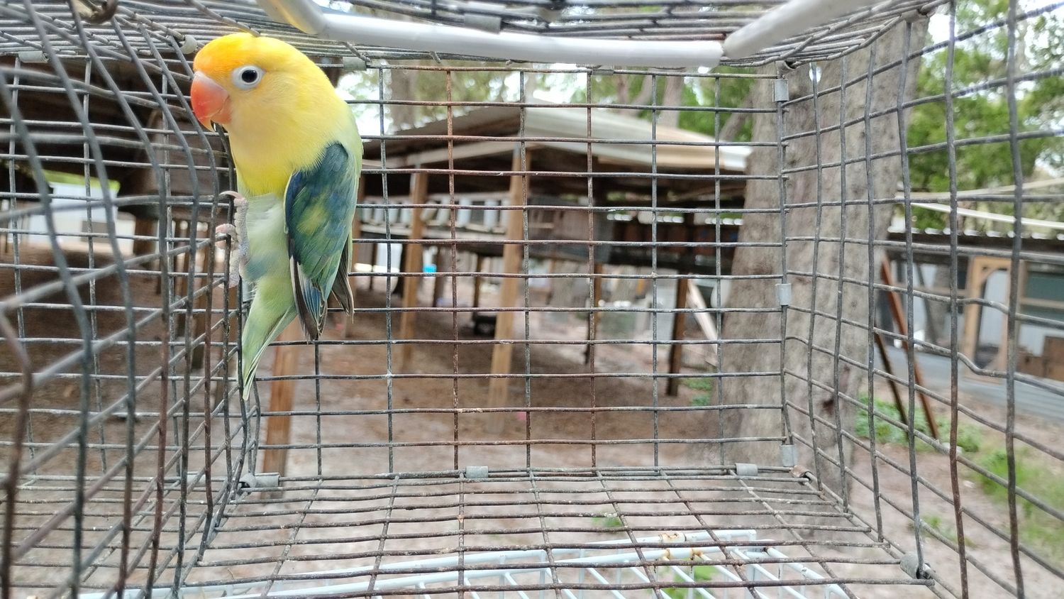 Yellow Face Clean Head Pale/Opaline Fisher Lovebird Female Cage#34