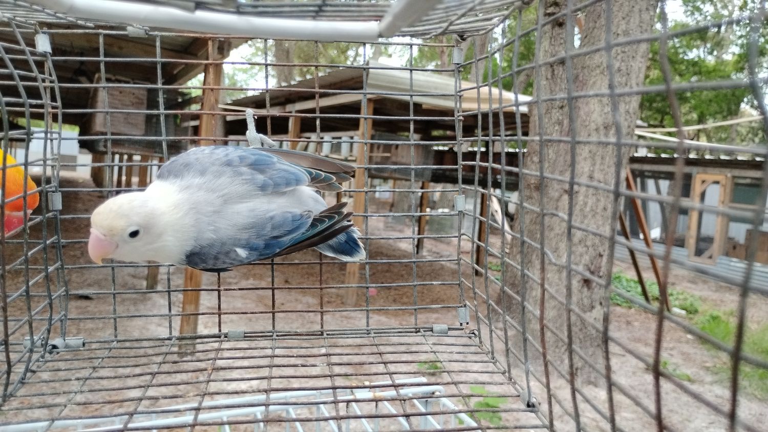 White Head Opaline Blue- Violet Fisher Lovebird Female Cage#34