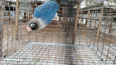 Blue Black Mask Male Lovebird Cage #36