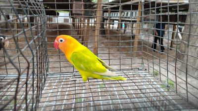 Orange Head Pastel Fisher Lovebird Female Cage #36
