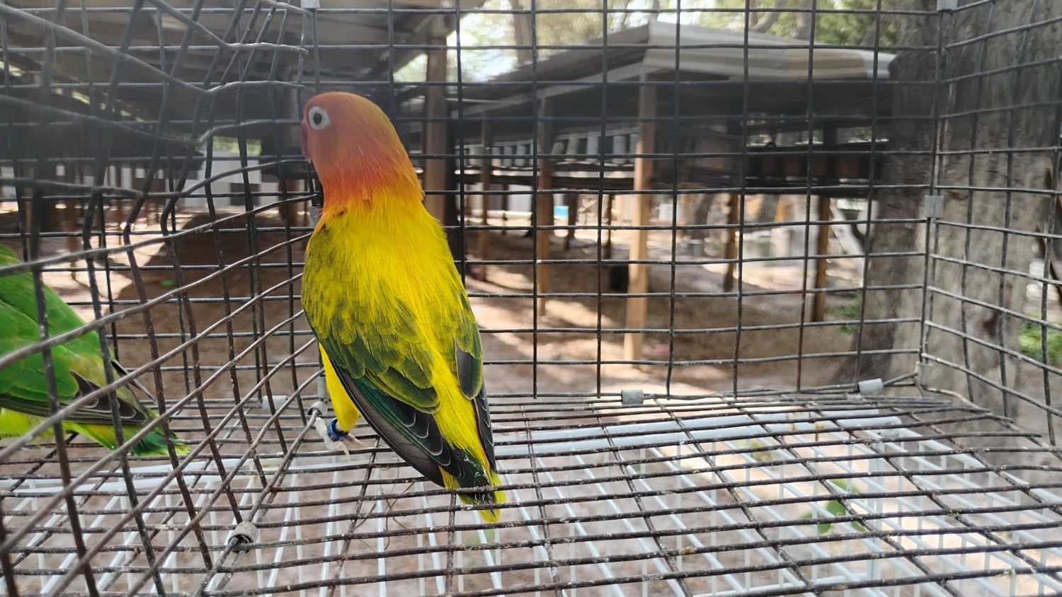 Orange Head Euwing Opaline Female Lovebird Cage #37