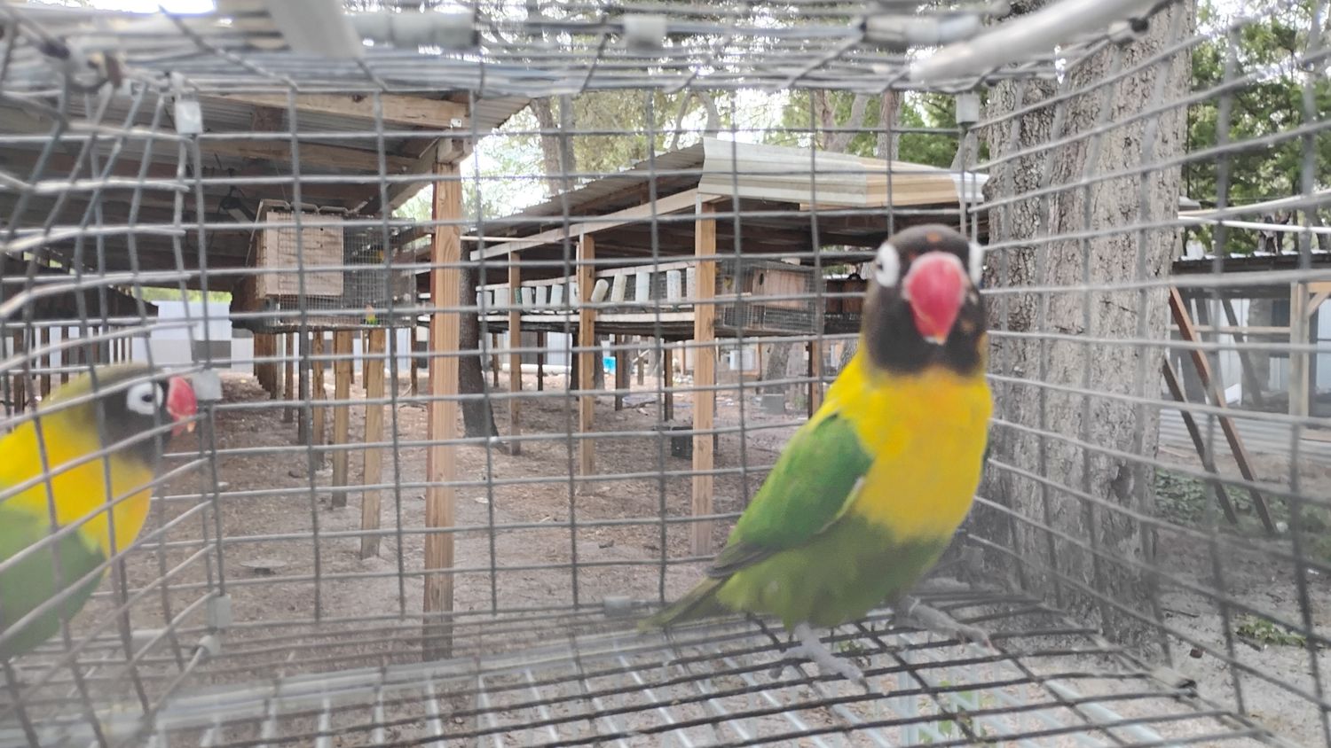 Green Black Mask Female Lovebird Cage #37