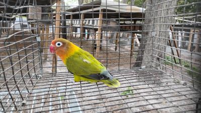 Olive Misty Fisher Lovebird Female Cage#41