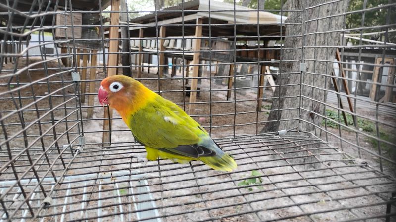 Olive Misty Fisher Lovebird Female Cage#41