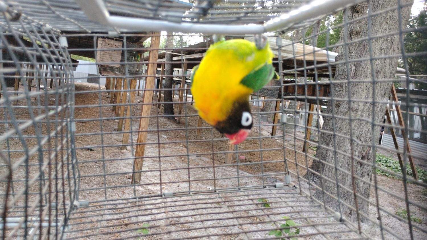 Green Black Mask Lovebird Female Cage #41
