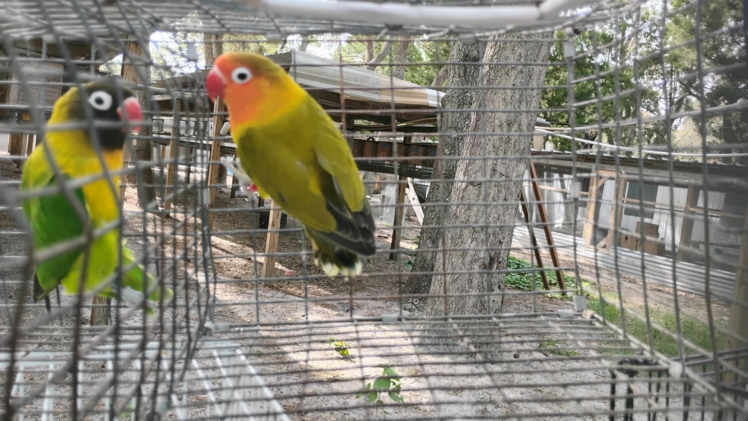 Olive Misty Fisher Lovebird Male Cage #43