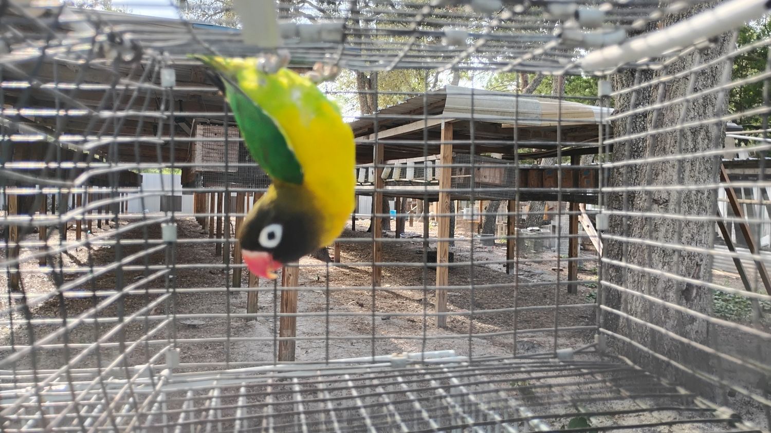 Green Black Mask Male Cage #35