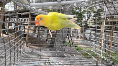 Clean Yellow Head Pastel Fisher Lovebird Female Cage#35