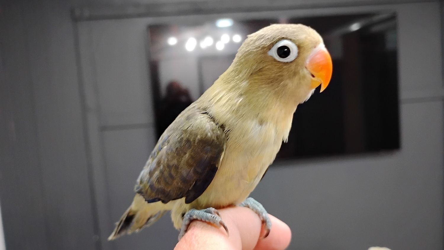 Baby Handfed Parblue Fisher Lovebird