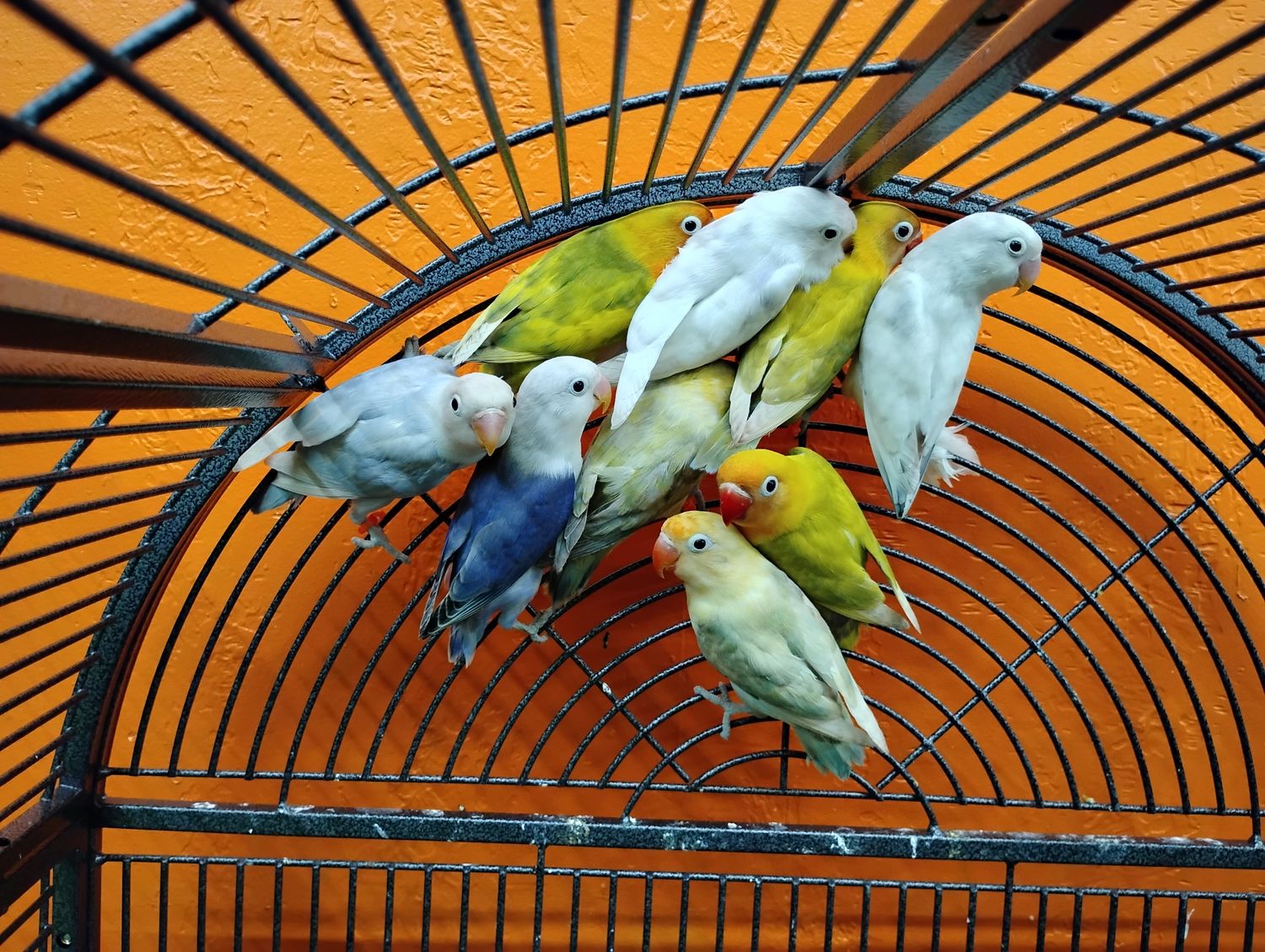 3 Lovebirds Special For Retailers