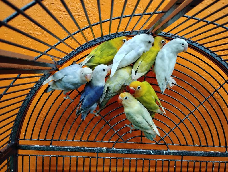 3 Lovebirds Special For Retailers