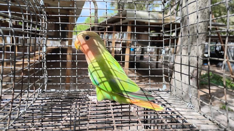 Green Opaline Peach Face Lovebird Female Cage #9