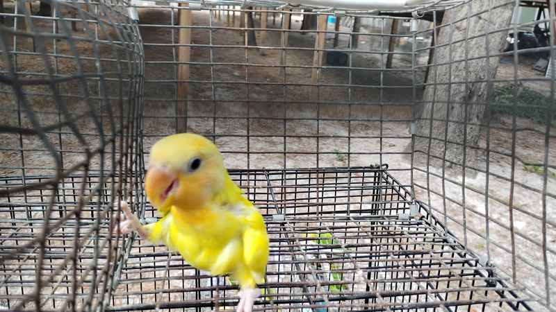 Yellow Pastel Opaline Peach Face Male Lovebird