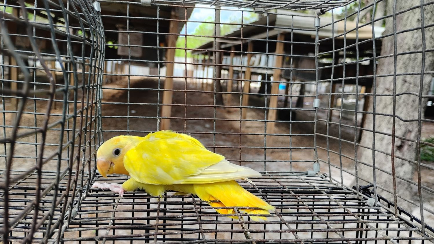 Yellow Pastel Opaline Peach Face Male Lovebird Cage #9