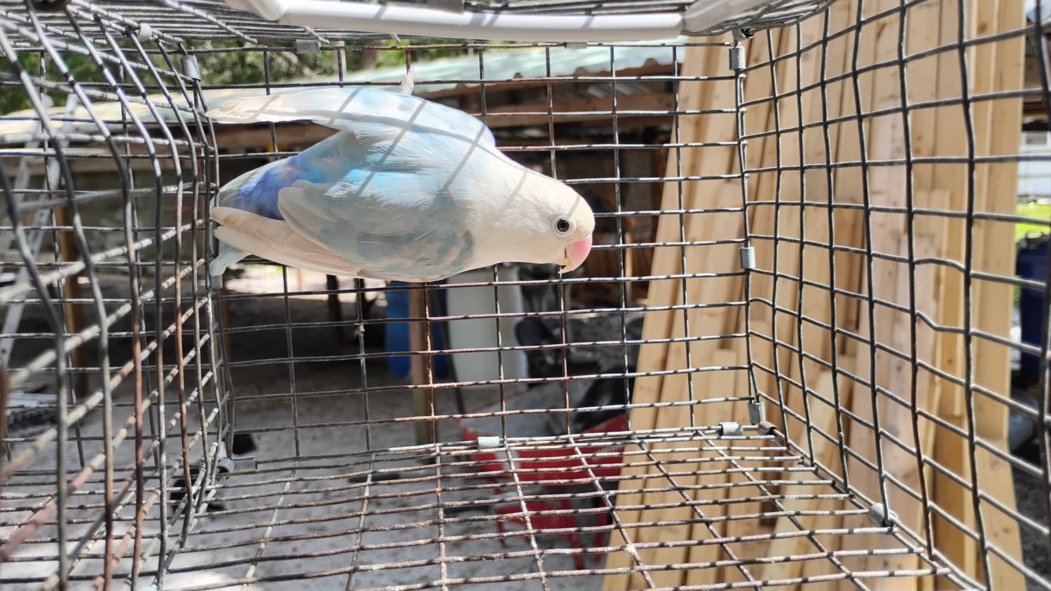 White Head Light Blue Female Cage #12