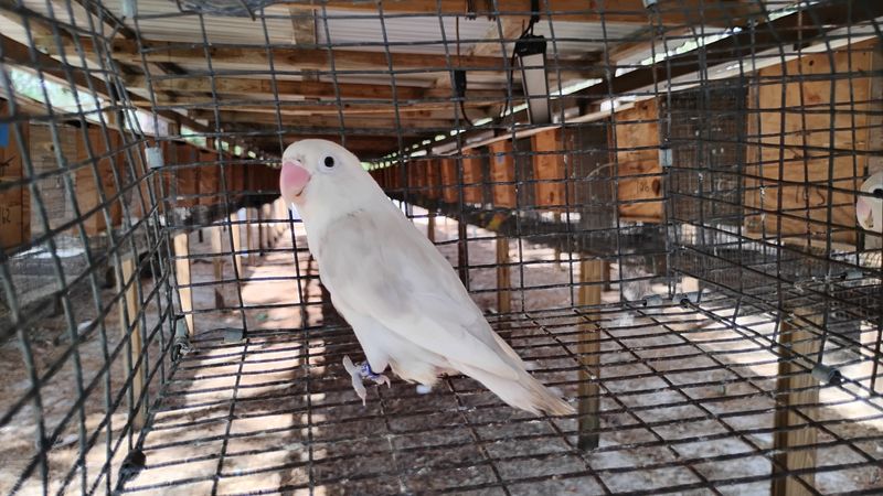 Light White &amp; Brown Female Fisher Lovebird Cage #12