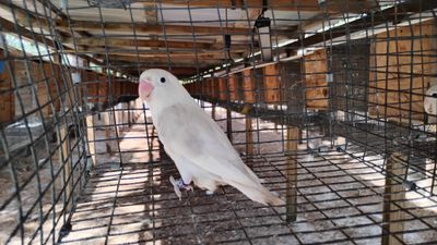 Light White &amp; Brown Female Fisher Lovebird Cage #12