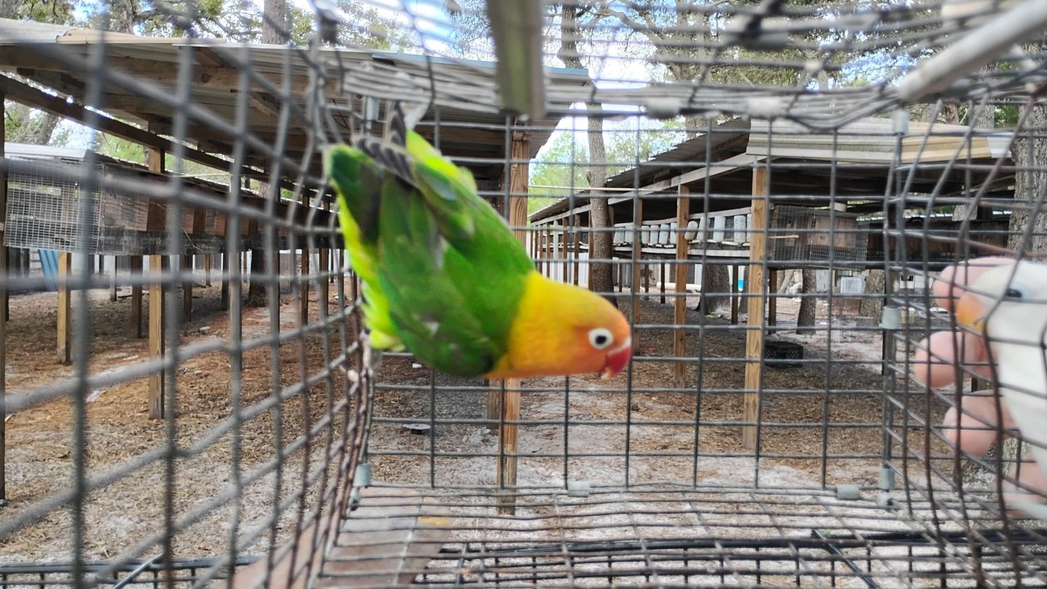 Green Orange Head Fisher Lovebird Male Cage #15