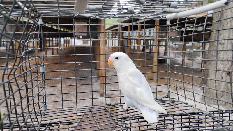 Dilute White and Blue Fisher Lovebird Male Cage #15