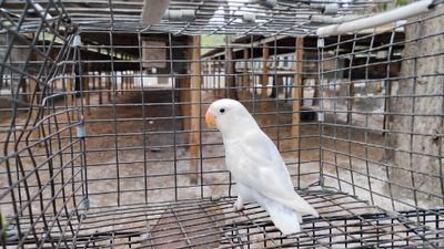 Dilute White and Blue Fisher Lovebird Male Cage #15