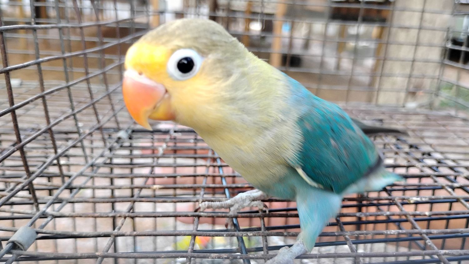 Yellow Face Parblue Fisher Lovebird Male Cage #17