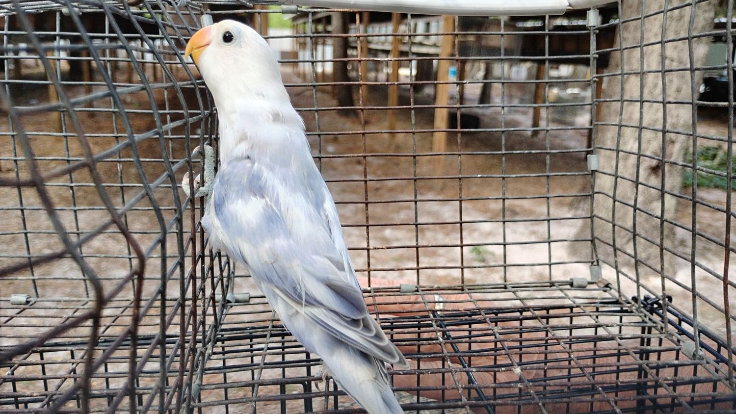 White Head Arlequin Violet Fisher Female Lovebird Cage #17