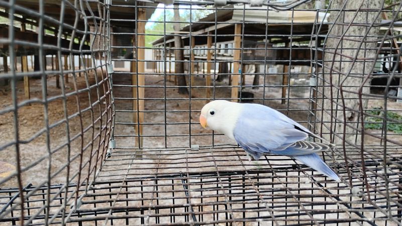White Head Violet Opaline Fisher Female Lovebird Cage #21