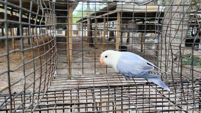 White Head Violet Opaline Fisher Female Lovebird Cage #21