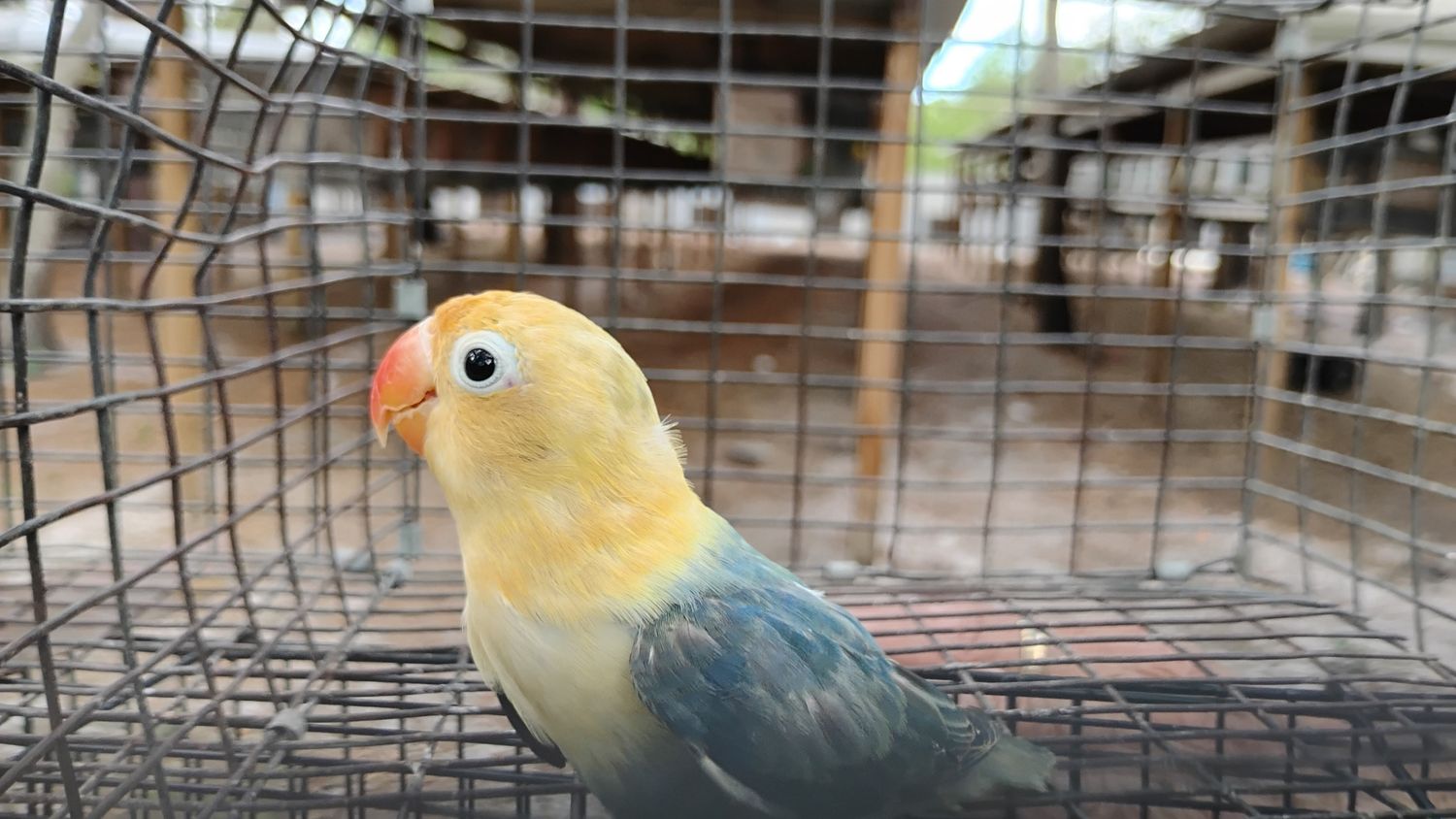 Yellow Head Clean Head Parblue Opaline Lovebird Male Cage #21