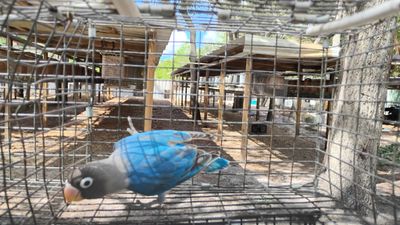 Blue Black Mask Lovebird Male Cage #27